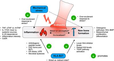 Juvenile Spondyloarthritis: What More Do We Know About HLA-B27, Enthesitis, and New Bone Formation?